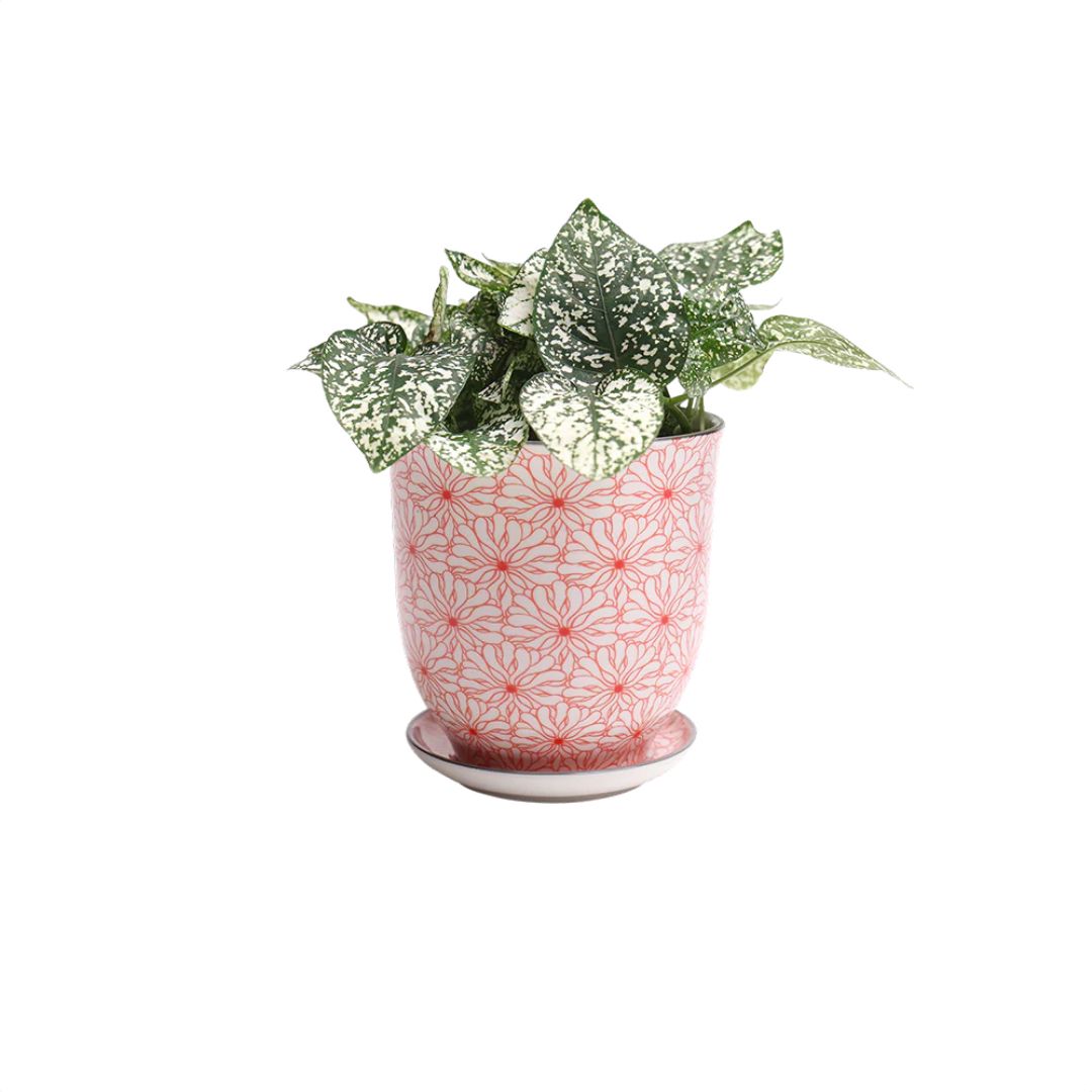 Liberte Porcelain Pot and Saucer Set – Red Flowers – 3.25″